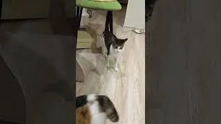 Кошки играют. Лена наблюдает #shorts