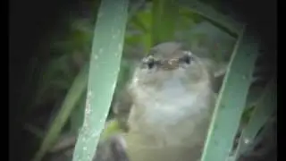 Raddes Warbler