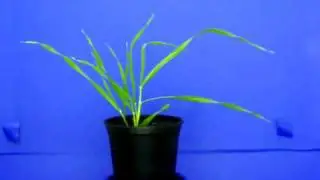 Part of one of the image sets for one of the plants we're modelling
