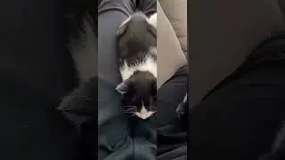 Mama CAT Got Tired of Her Kittens and Brought Them to Humans