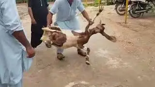 Bakra Qurbani Eid ul Azha 2019 😍