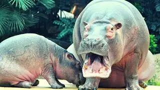 💚 Animals for Kids: Hippopotamus, Giraffe, Deer, Dog, Seagull — ✅ SAVE THIS PLAYLIST