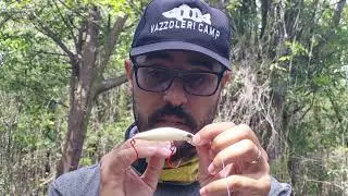 Raptor Minnow 70 - Marine Sports - Como trabalhar, pescaria