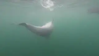 Dolphin chases fish around swimmers🐬🌊👌😀