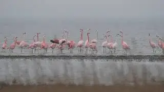 Flamingo,s Grevelingenmeer 5-2-2019