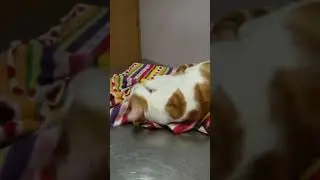 Disfrutando de la nepeta en consulta!!
