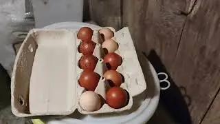Занеслись наши курочки...