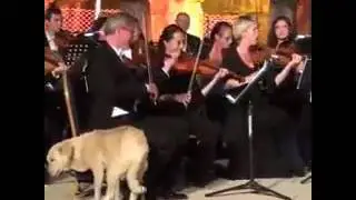 Меломан