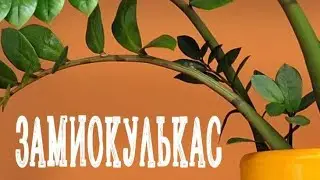 Корни.Вырастут обязательно 👌#замиокулькас