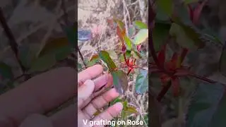 Rose grafting