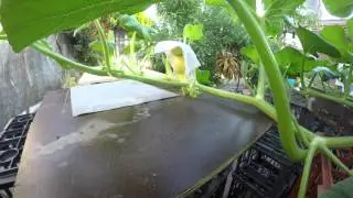 Time Lapse of Pollinated Giant Pumpkin