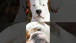 Pomeranian vs cane corso ,dogor argentino 
