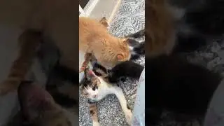 القط الكبير يرضع من امه