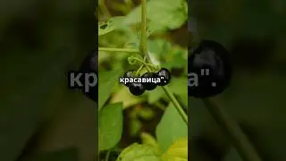 Самые опасные растения в дикой природе: Чего избегать?              #природа #plants #растения