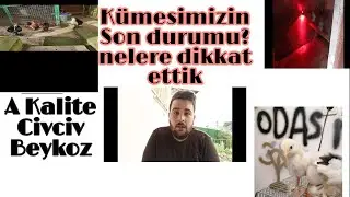 #yenikümesbölüm2 kümes yapım aşamasında 2.günümüz  nelere dikkat ettik neler ekledik #cochin#