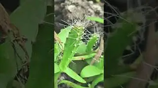 Dragon fruit baby plant from seed