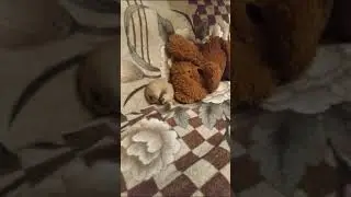Персик 