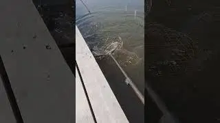 Карп!!! Рыбалка!!!