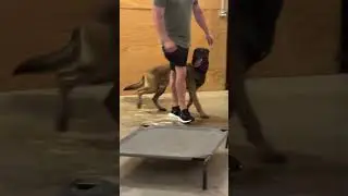 K9 Aybo certified police dog heeling perfectly #workingk9 #dogtraining #k9trainer