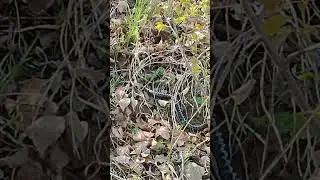 Гадюка на берегу, а мы рыбачим