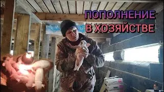 Пополнение в нашем хозяйстве. Дела по хозяйству.