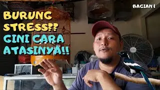 Cara Mengatasi Burung Stress - Bagian 1