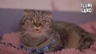 Песня привет я кот