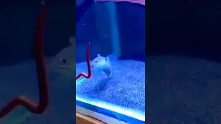 Prank... chana limbata