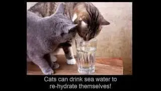 Strange Facts About Cats