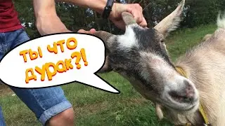 Деревенский влог. УПАЛ с дерева? Орные Приключения