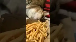 Ты- не ты, когда голоден 🤭#shorts#кошки #коты#милыекоты#еда