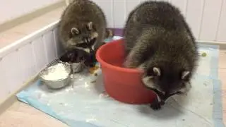 поплылиии :333 енотикик