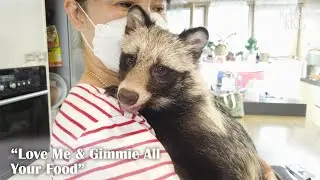 Raccoon Bothers Grandma All Day To Play (Part 2) | Kritter Klub