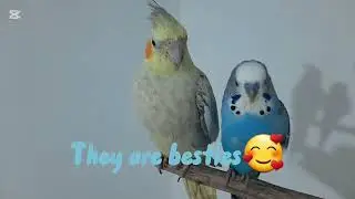 Meet all my birds 🦜