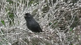 Churrín del Norte (Scytalopus fuscus)