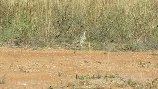 Correcaminos, Santa Sofia 13.02.2020