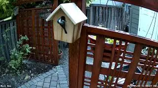 Chickadee Nesting 28 May 2021