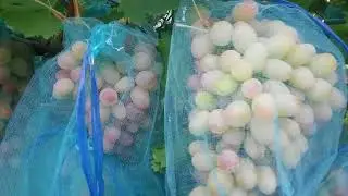 Виноград Водограй 2017г