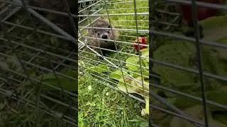 I got you! Time to find Mr. Groundhog a new home. #Groundhog #Rodent #CatchandRelease #Woodchuck
