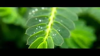 APEXEL 12X 24X MACRO LENS FIELD REVIEW WITH MOTO G5S PLUS SMARTPHONE