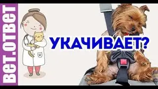 Собаку укачивает в машине, что давать? ВетОтвет