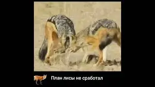 ШАКАЛЫ РВАЛИ ЛИСУ - УЛИЗНУТЬ не ВЫШЛО