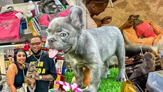 I FINALLY GOT THE FLUFFY FRENCHIE…🐶 (Episode 99)