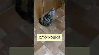 СЛУХ КОШКИ.