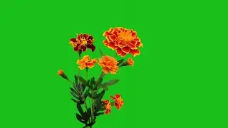 marigold flower green screen | flower green screen status | green screen flower animation