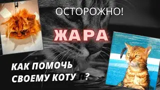 Осторожно! ЖАРА! Как помочь своему коту?