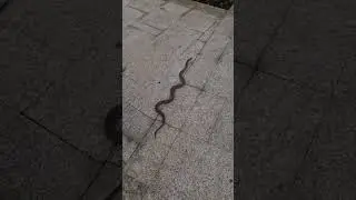 Часто ли мы встречаем змей в Таиланде? 