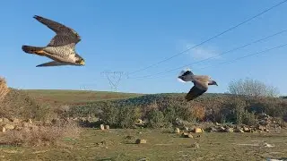 peregrine falcon attack : Trying to hunt a peregrine falcon with a pigeon