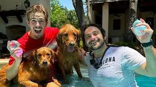 My Dogs Have a Water Balloon Fight!