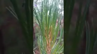 Прививка кедра на сосну.